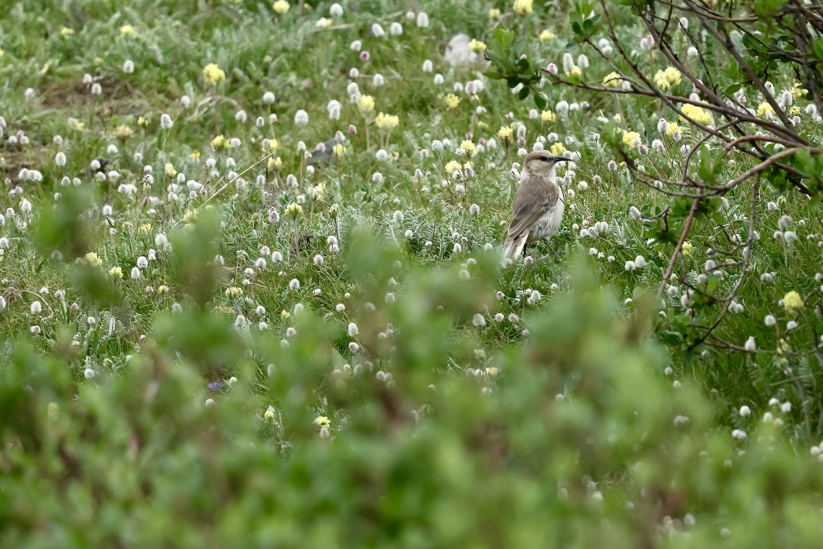 Ground Tit - ML640454119