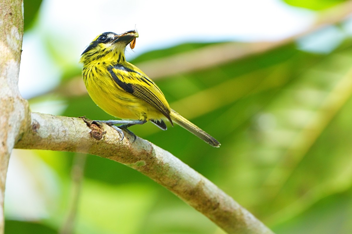 Yellow-browed Tody-Flycatcher - ML640454136