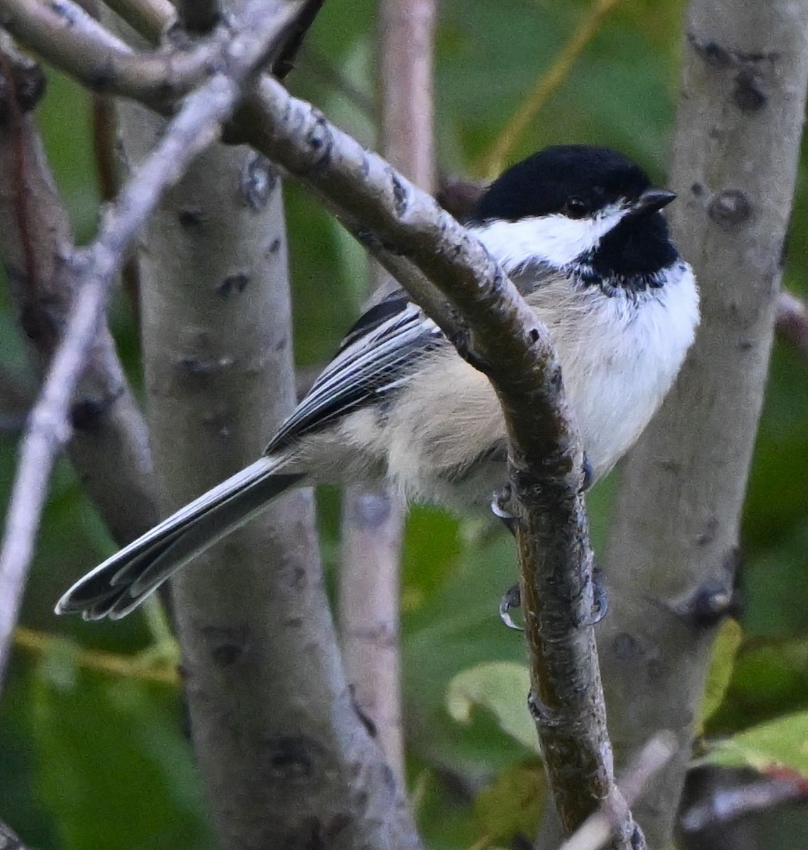 Black-capped Chickadee - ML640454141