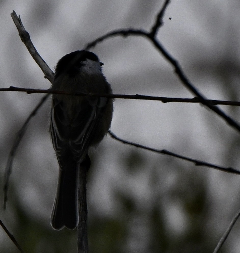 Black-capped Chickadee - ML640454142