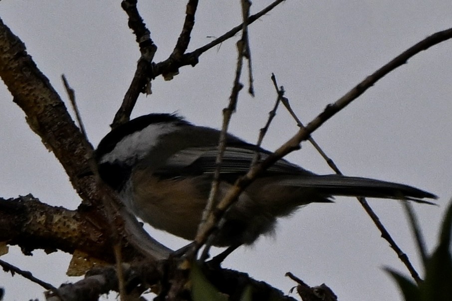 Black-capped Chickadee - ML640454143