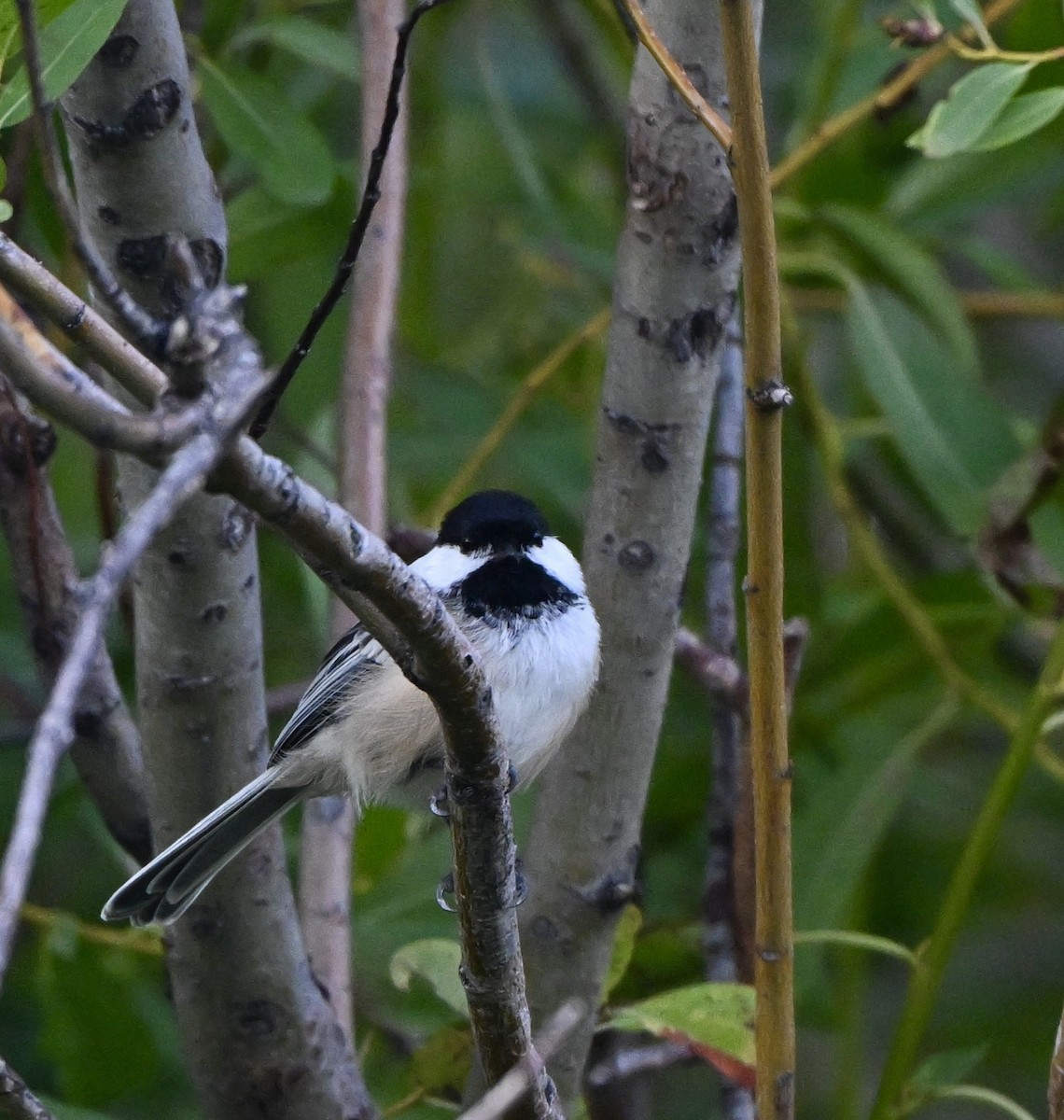 Black-capped Chickadee - ML640454144