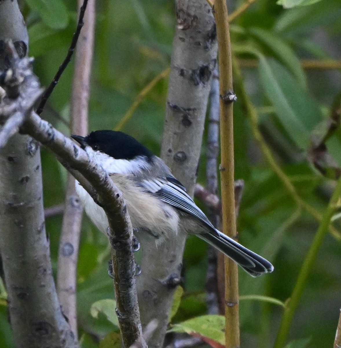Black-capped Chickadee - ML640454145