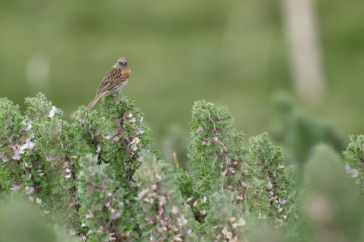 Robin Accentor - ML640454146