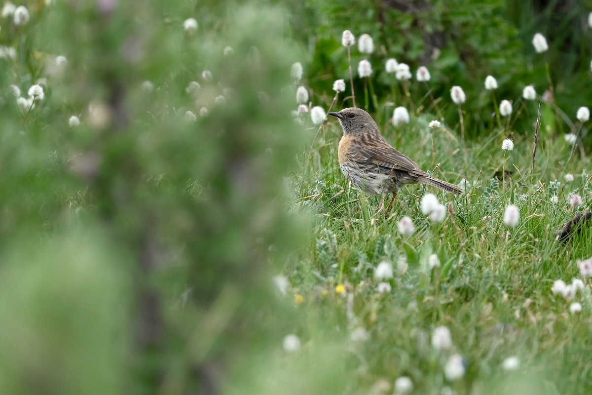 Robin Accentor - ML640454147