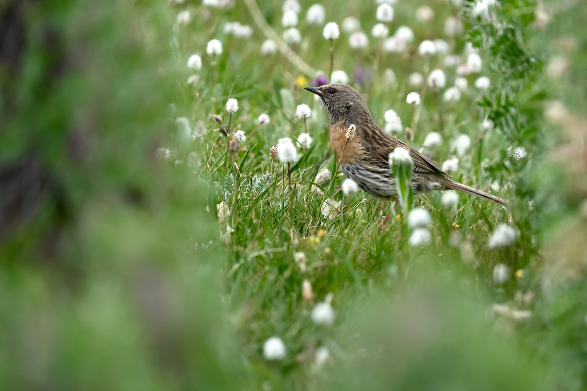 Robin Accentor - ML640454148