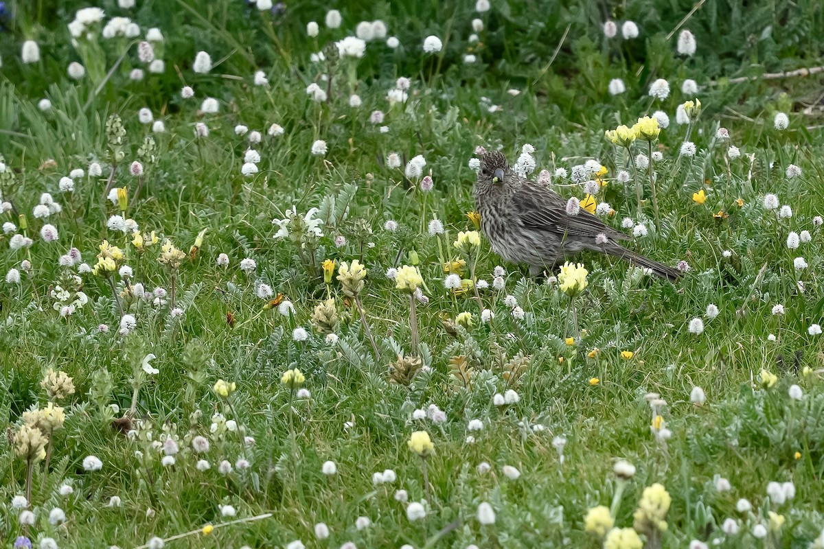 Red-fronted Rosefinch - ML640454152