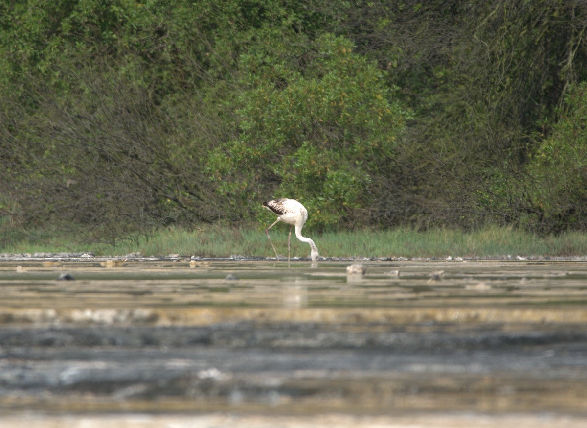 Şili Flamingosu - ML640454159