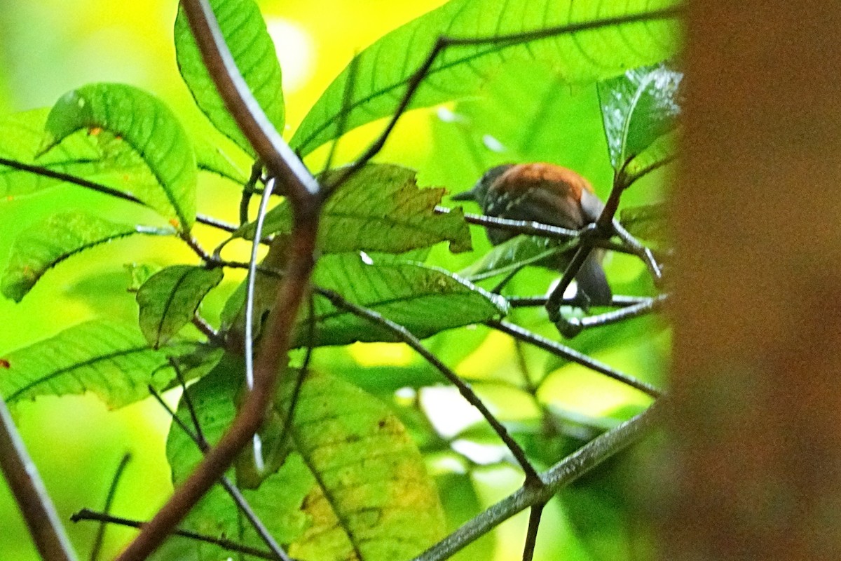 Rufous-backed Stipplethroat - ML640454171