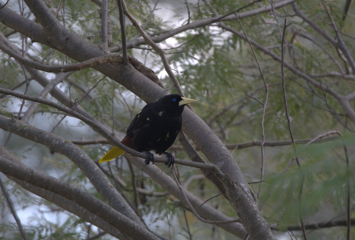 Tepeli Oropendula - ML640454174