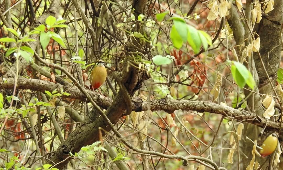 Indian Pitta - ML640454217