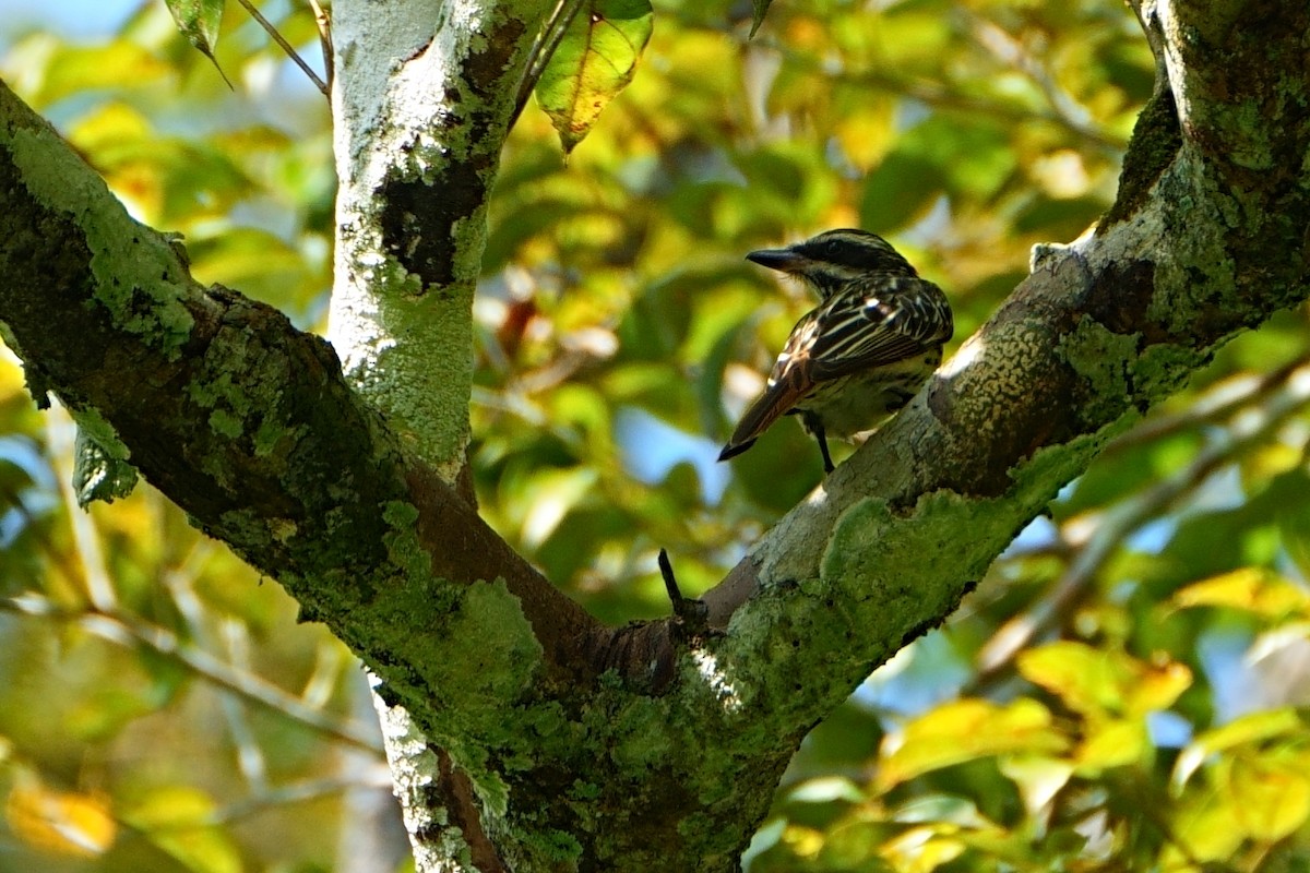 Streaked Flycatcher - ML640454269