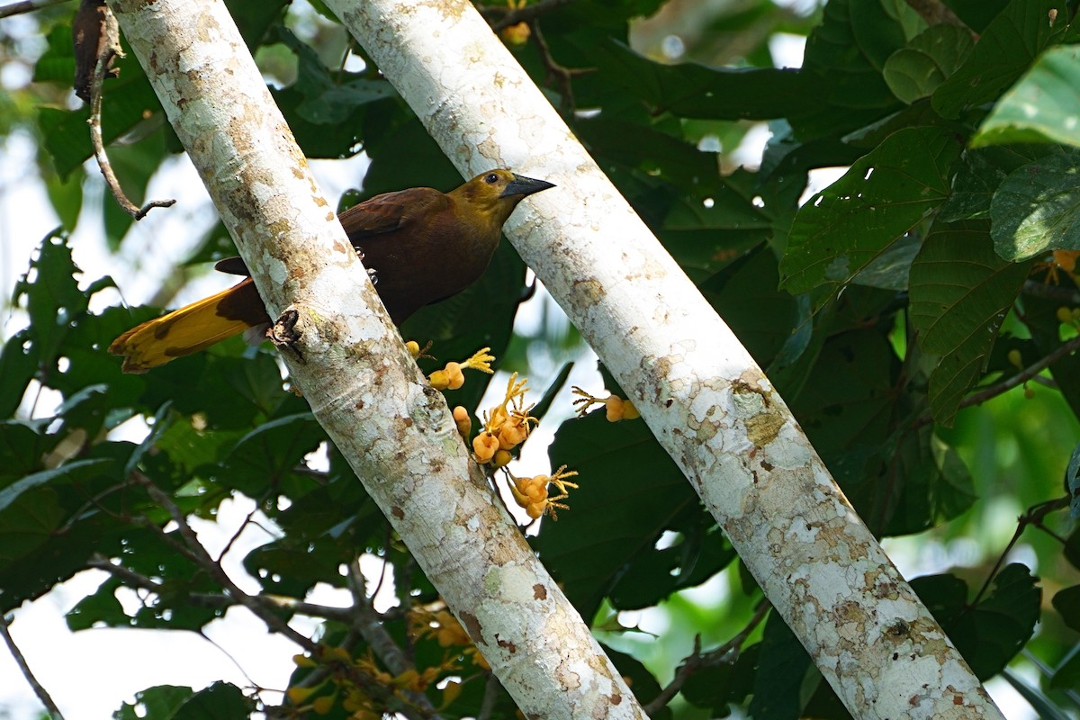 Russet-backed Oropendola - ML640454282