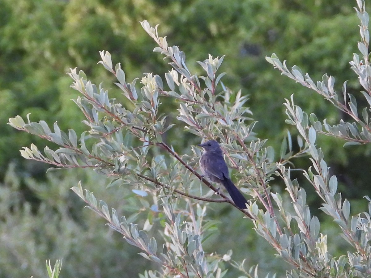 Gray Catbird - ML640454410