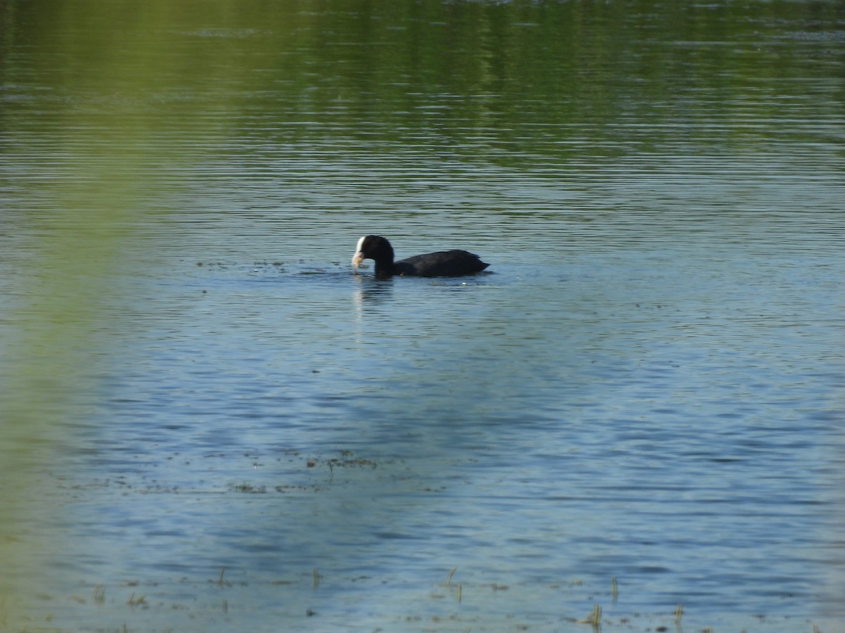 Eurasian Coot - ML640454418