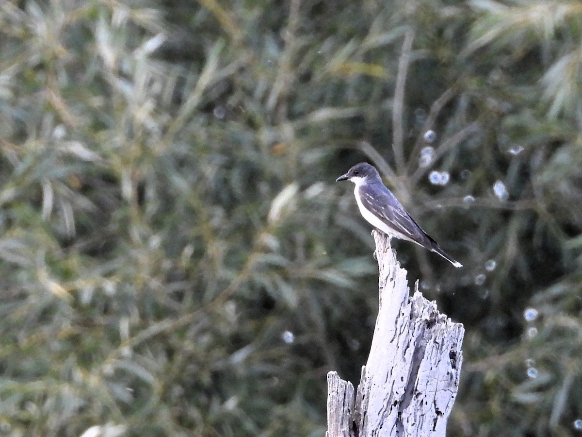 Eastern Kingbird - ML640454429