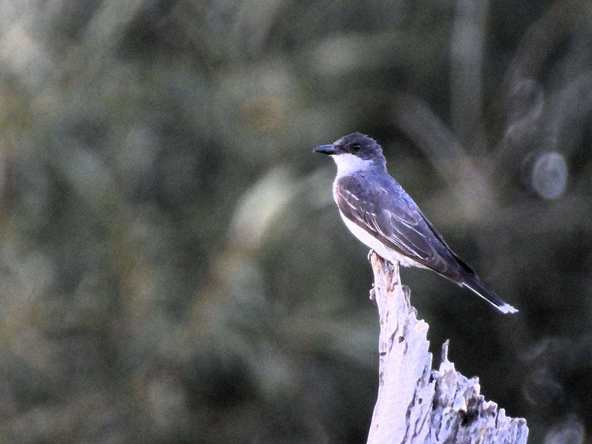 Eastern Kingbird - ML640454430