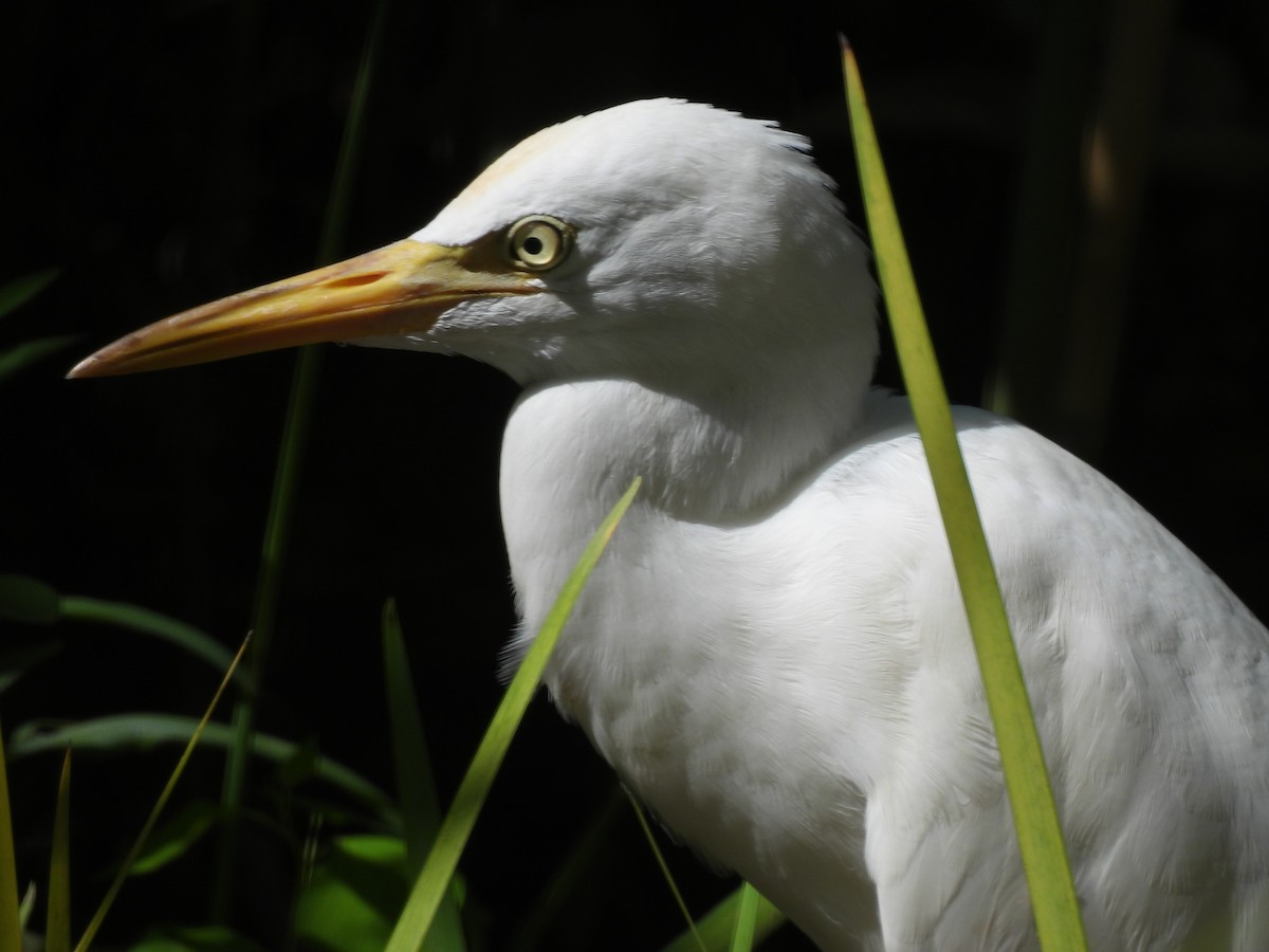 Little Egret - ML640454432