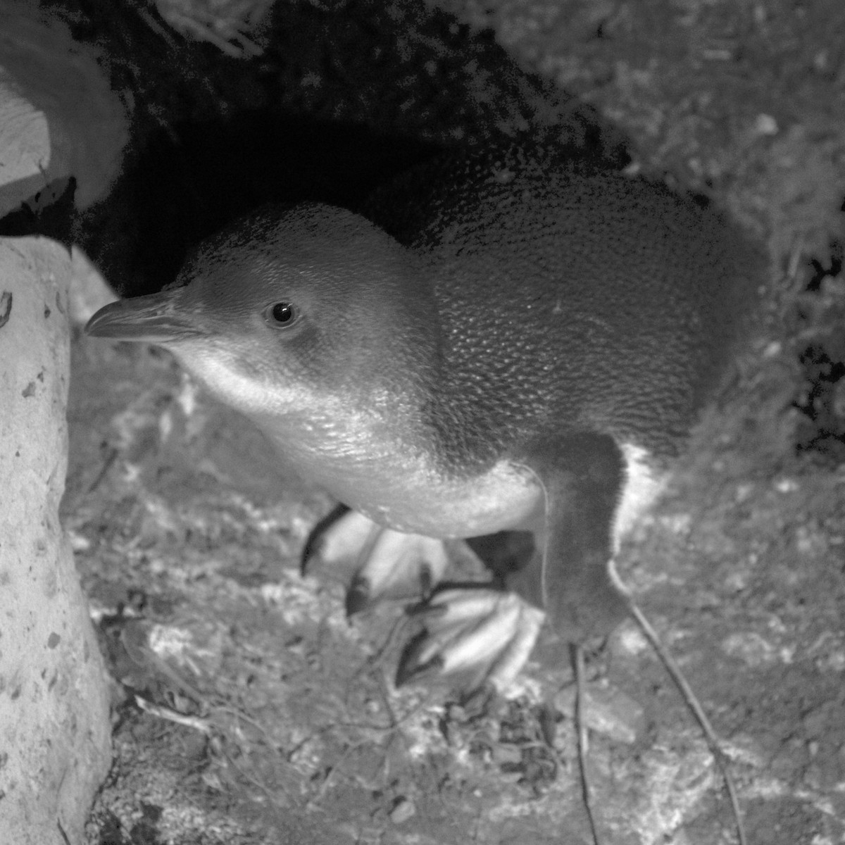 Little Penguin - ML640454439