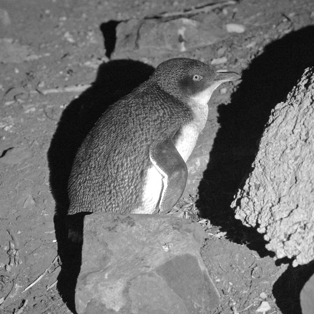 Little Penguin - ML640454440