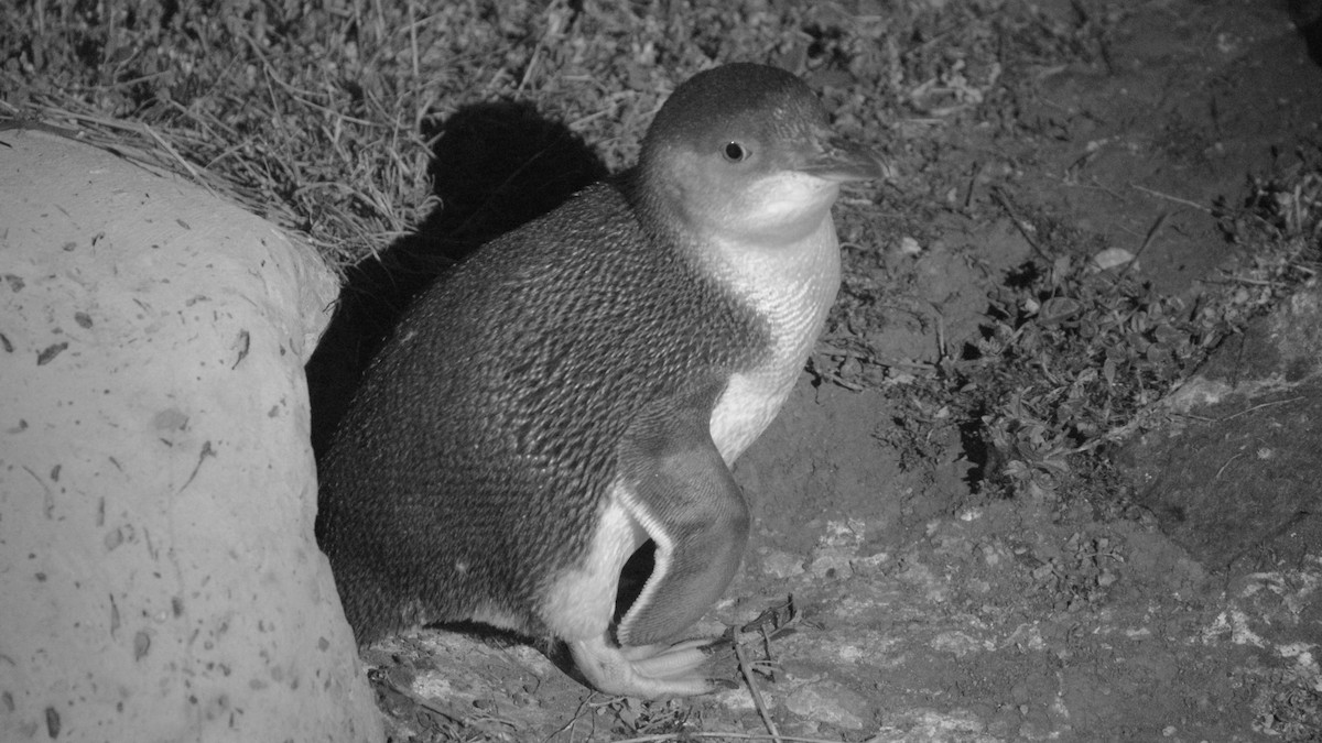 Little Penguin - ML640454441