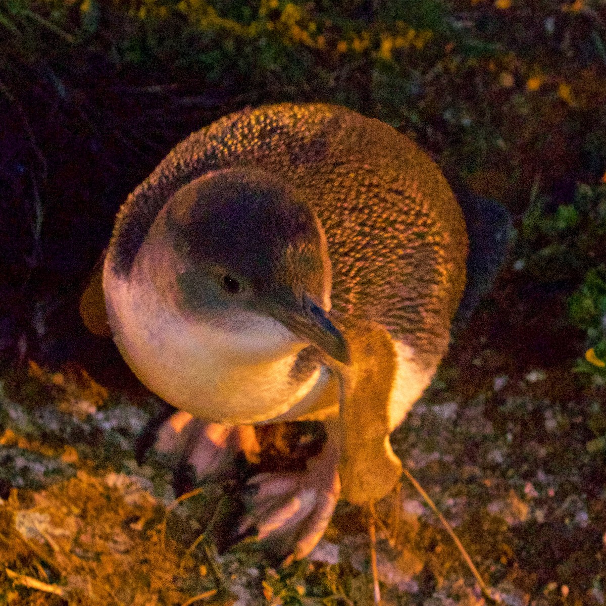 Little Penguin - ML640454442