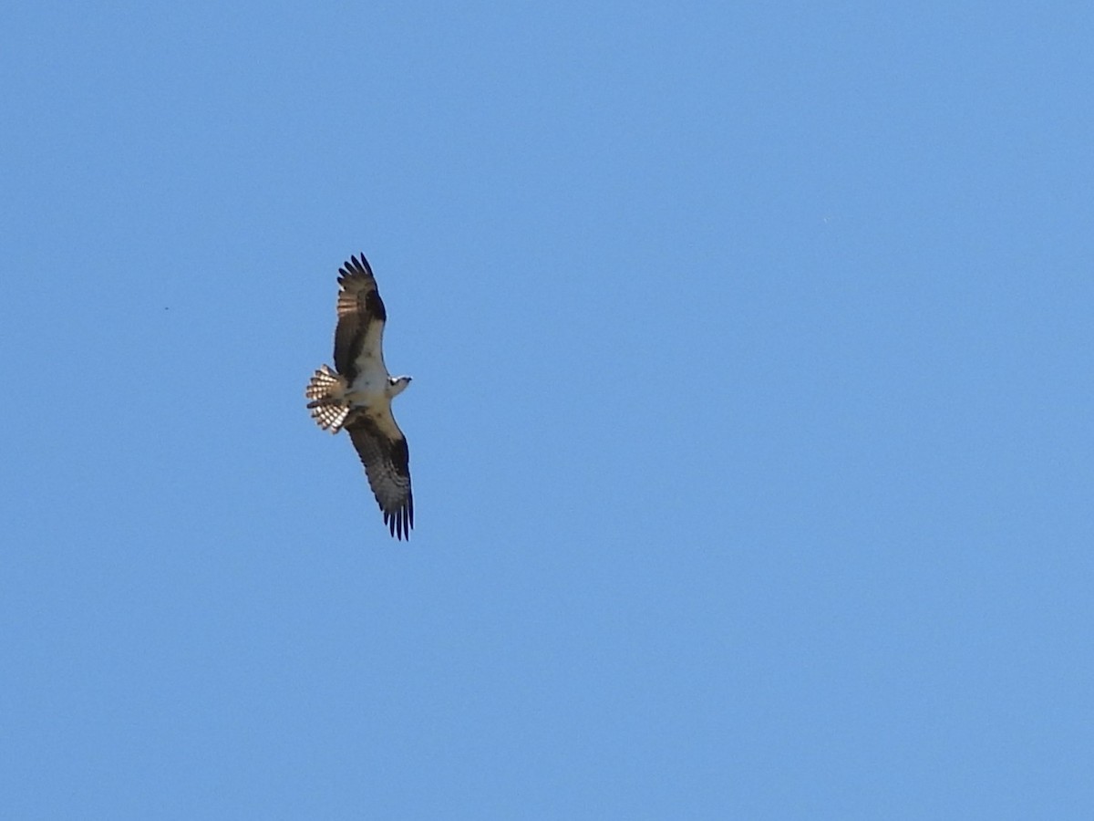 Osprey - ML640454531