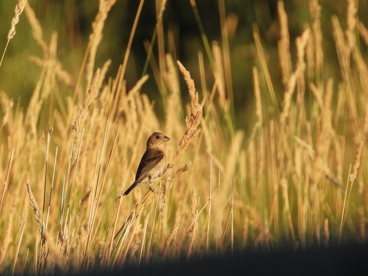 Lazuli Bunting - ML640454539