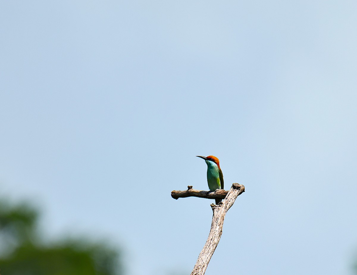 Rufous-crowned Bee-eater - ML640454564
