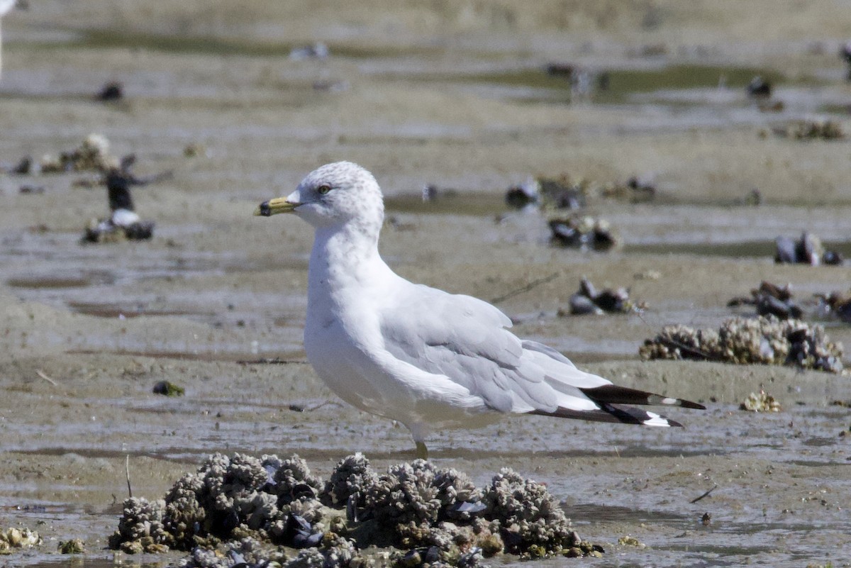 Ring-billed Gull - ML640454565