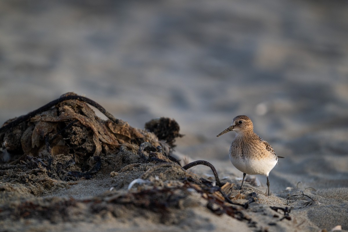 Baird's Sandpiper - ML640454588