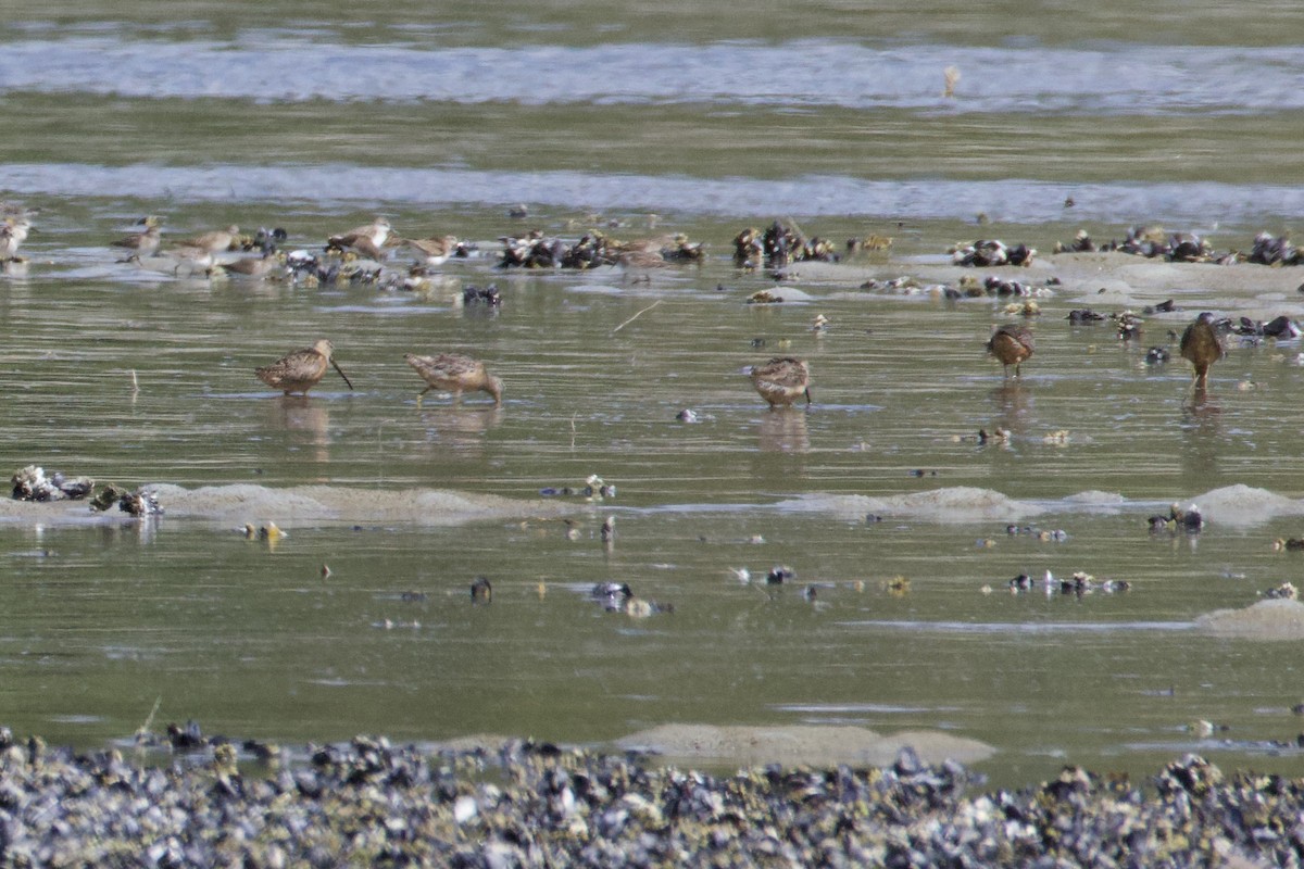 Хараалжин цууцил - ML640454590