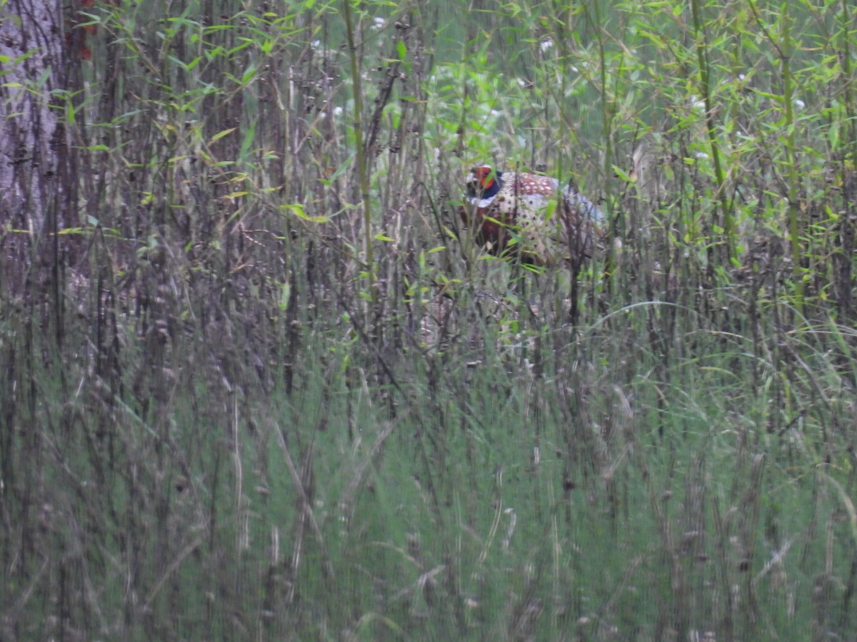 Ring-necked Pheasant - ML640454614