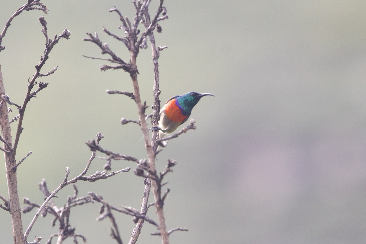 Greater Double-collared Sunbird - ML640454623