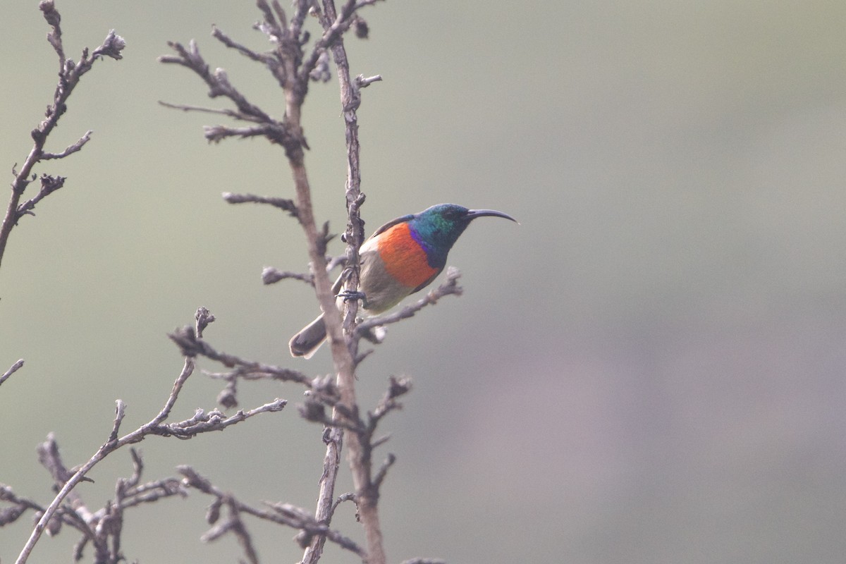 Greater Double-collared Sunbird - ML640454625