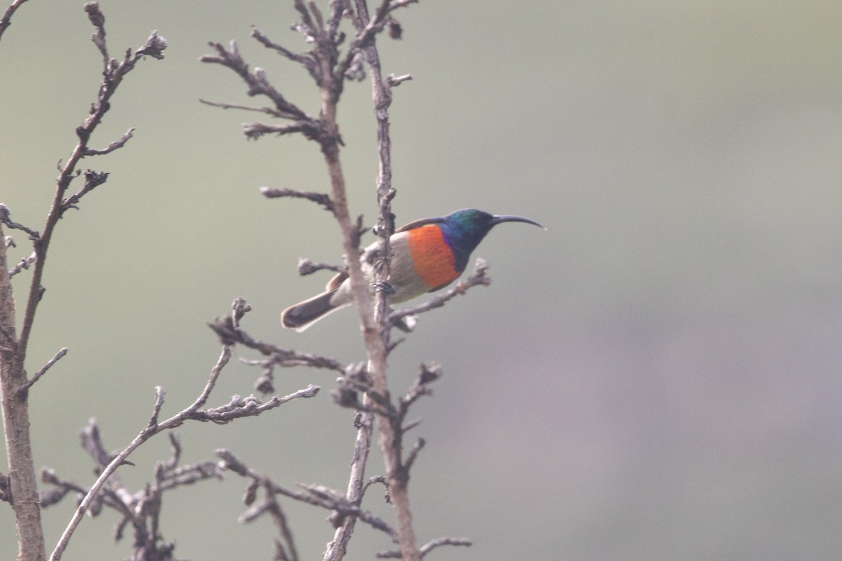 Greater Double-collared Sunbird - ML640454626