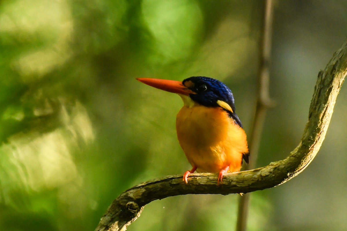 Moluccan Dwarf-Kingfisher - ML640454663
