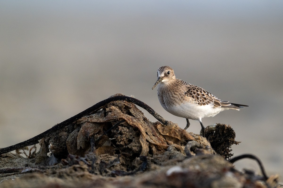 Baird's Sandpiper - ML640454667