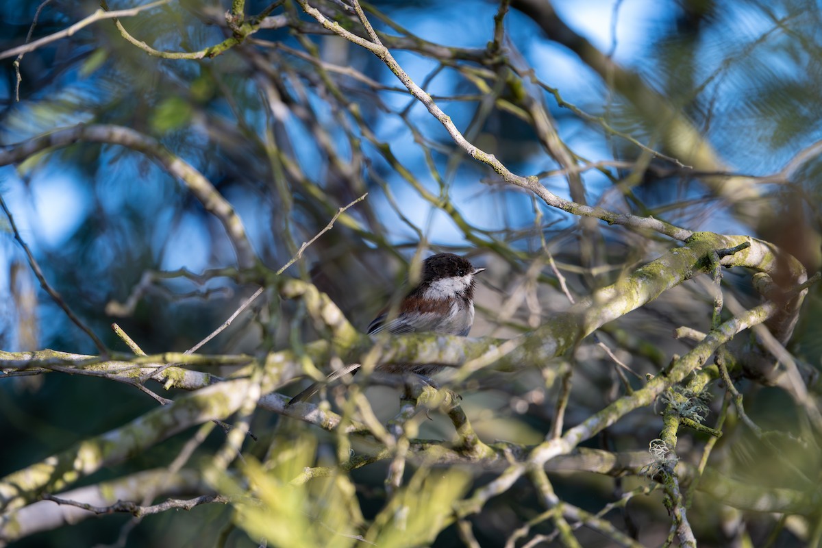 Chestnut-backed Chickadee - ML640454669