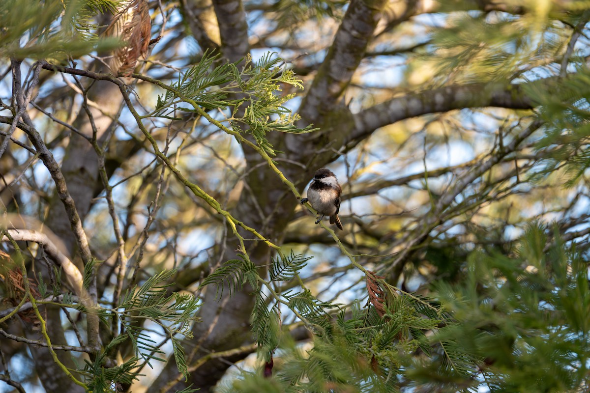 Chestnut-backed Chickadee - ML640454672
