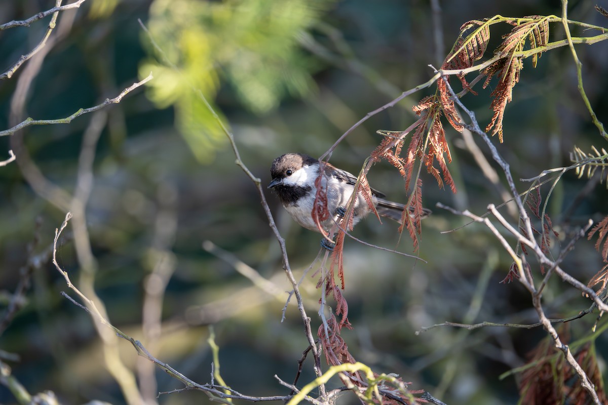 Chestnut-backed Chickadee - ML640454673