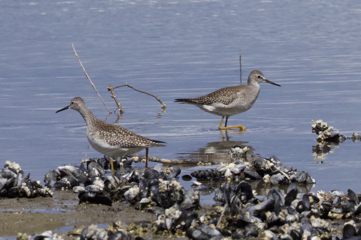 Lesser Yellowlegs - ML640454725