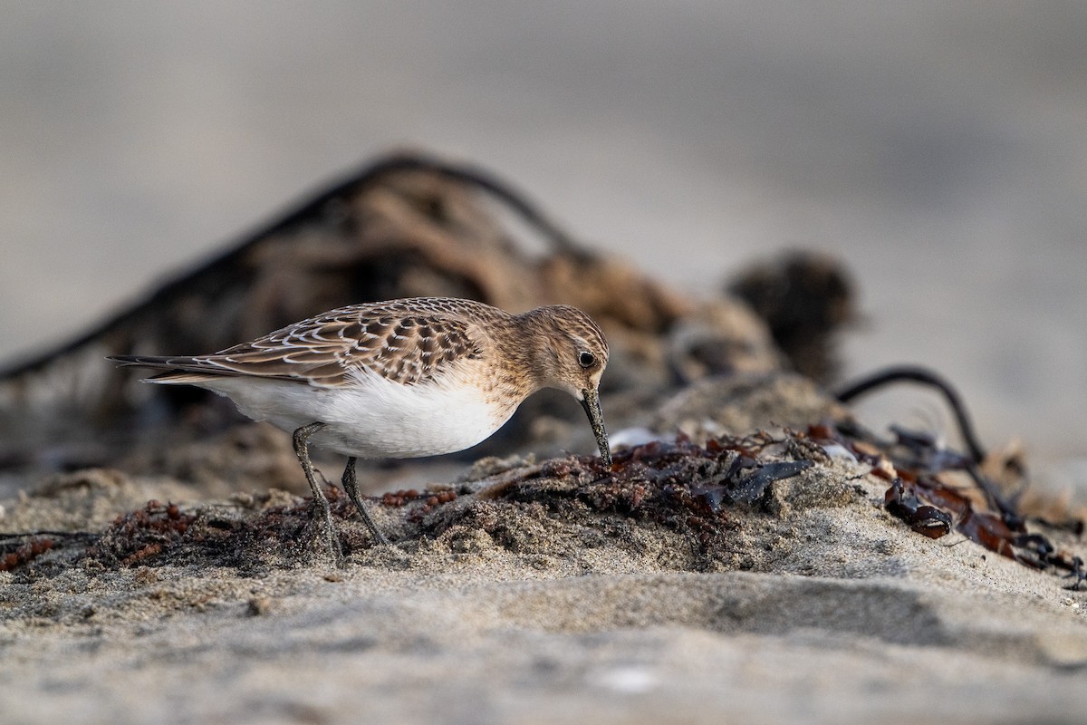 Baird's Sandpiper - ML640454726
