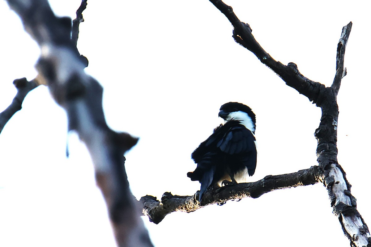 Philippine Falconet - ML640454818