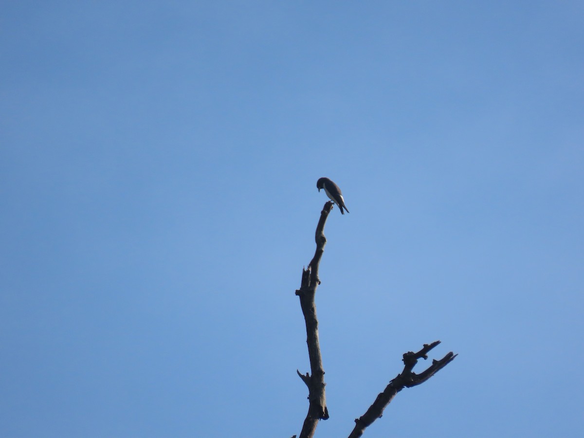 White-breasted Woodswallow - ML640454826