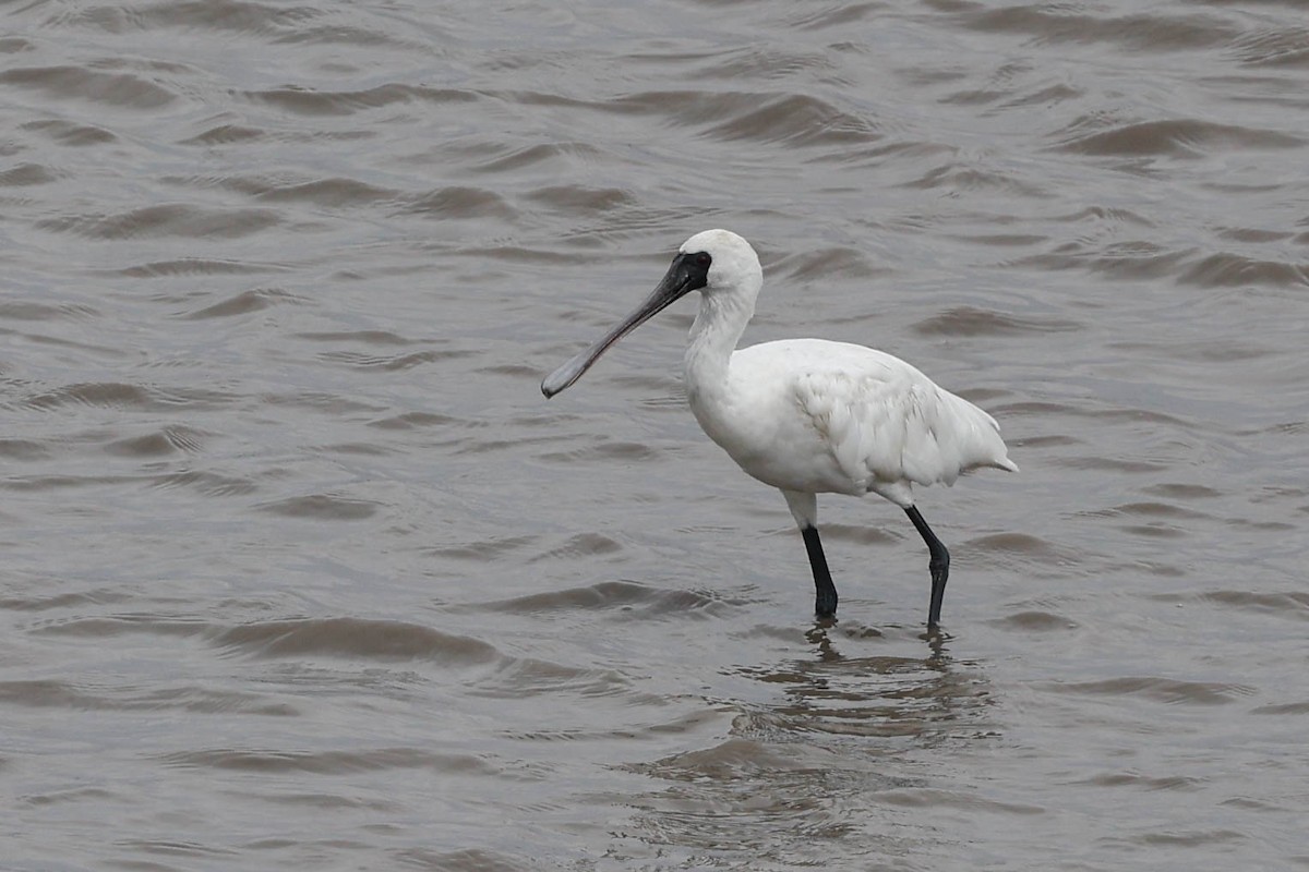 Black-faced Spoonbill - ML640454829