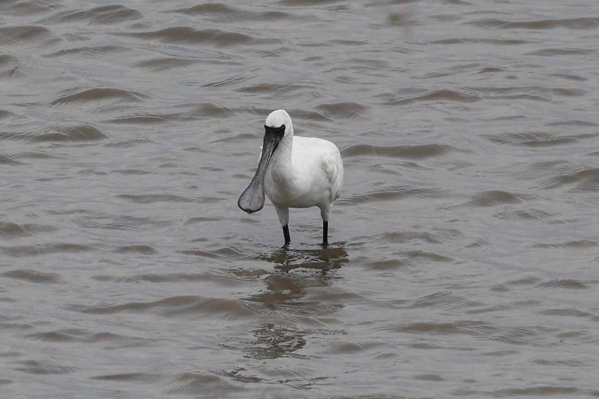 Black-faced Spoonbill - ML640454830