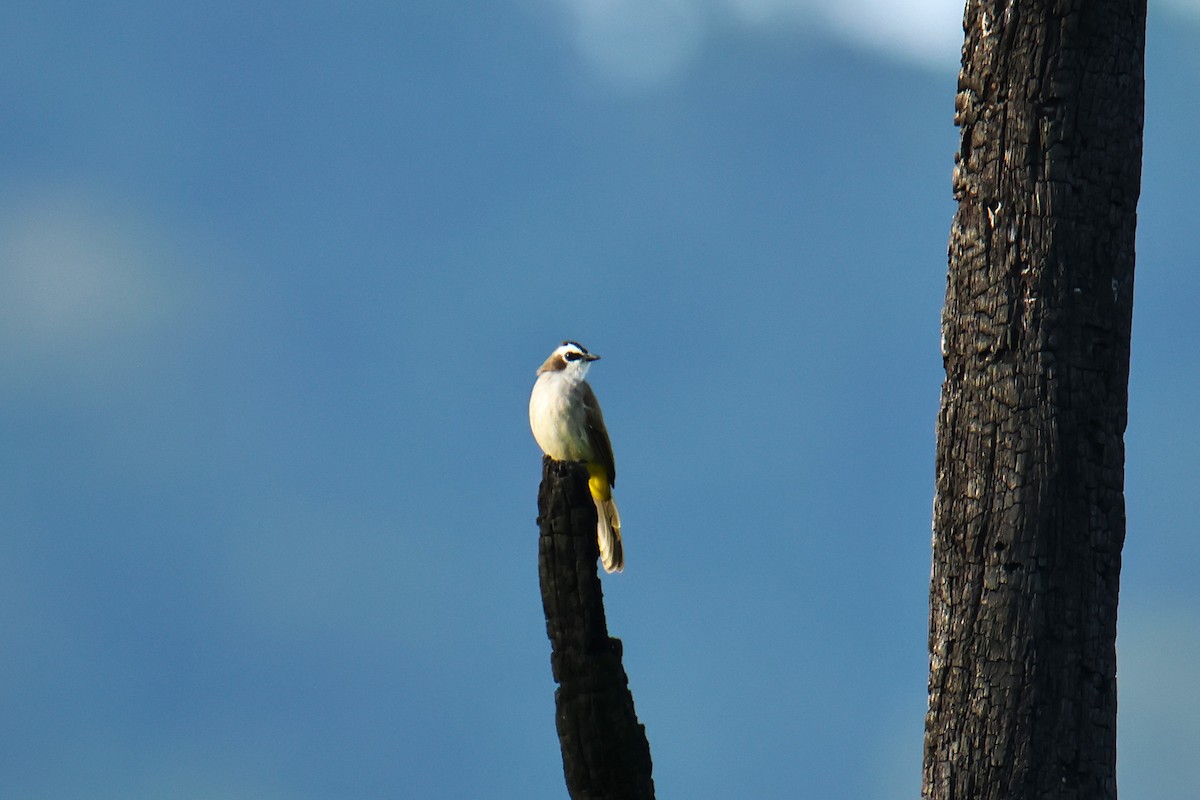Yellow-vented Bulbul - ML640454853