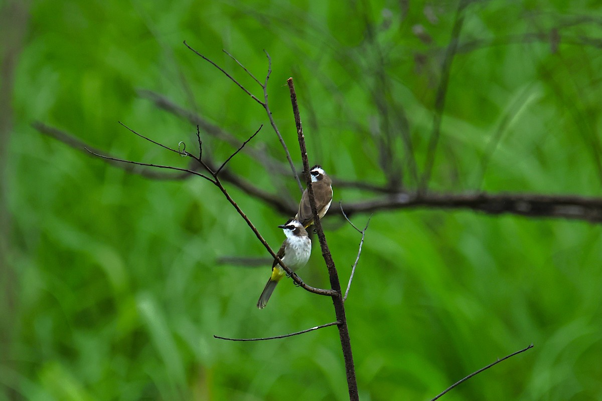 Yellow-vented Bulbul - ML640454854