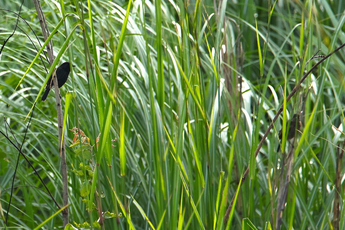 Pied Bushchat - ML640454876